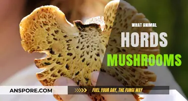 Mushroom Herders: Nature's Odd Relationship