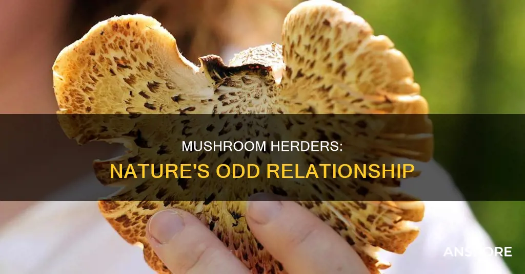 what animal hords mushrooms