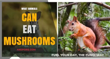 Exploring Mushroom-Eating Animals: Surprising Species That Safely Consume Fungi