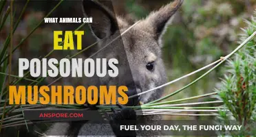 Animals That Safely Consume Poisonous Mushrooms: Nature's Surprising Survivors