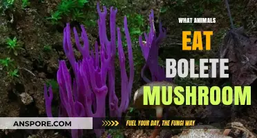 Exploring Bolete Mushroom Eaters: Animals That Feast on These Fungi