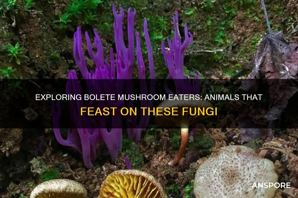 what animals eat bolete mushrooms