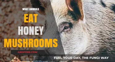 Honey Mushrooms: A Tasty Treat for These Forest Foragers