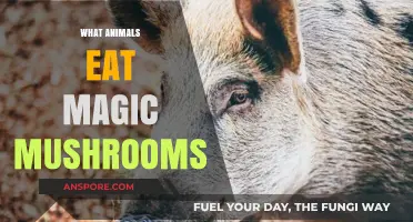 Exploring Which Animals Consume Psychedelic Magic Mushrooms in Nature