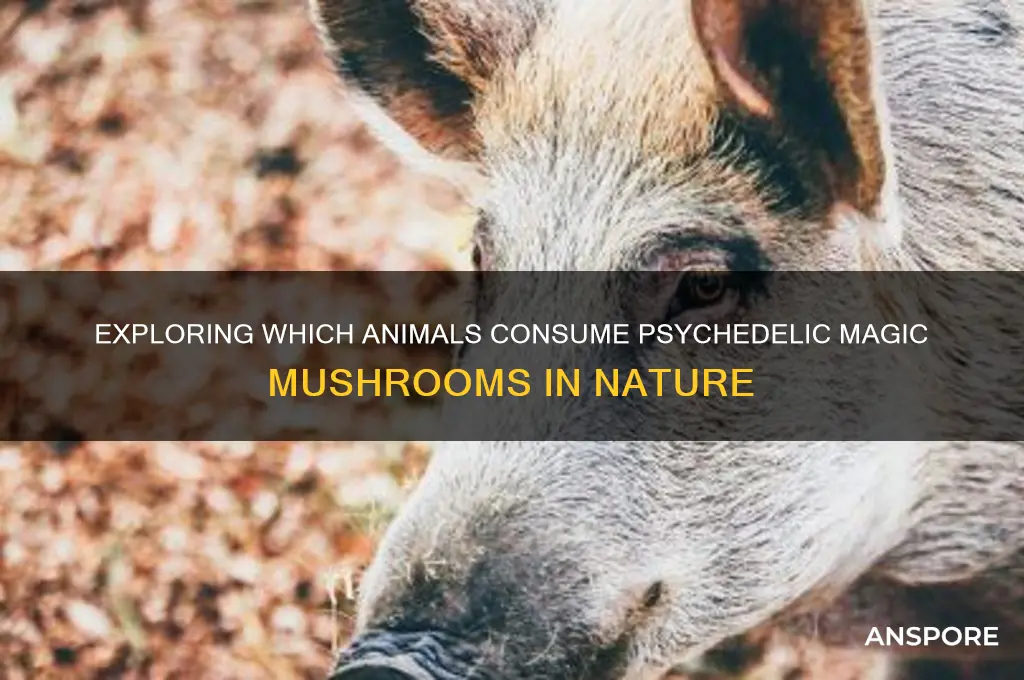 what animals eat magic mushrooms