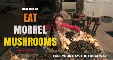 Exploring Morrel Mushroom Eaters: Which Animals Feast on This Fungus?
