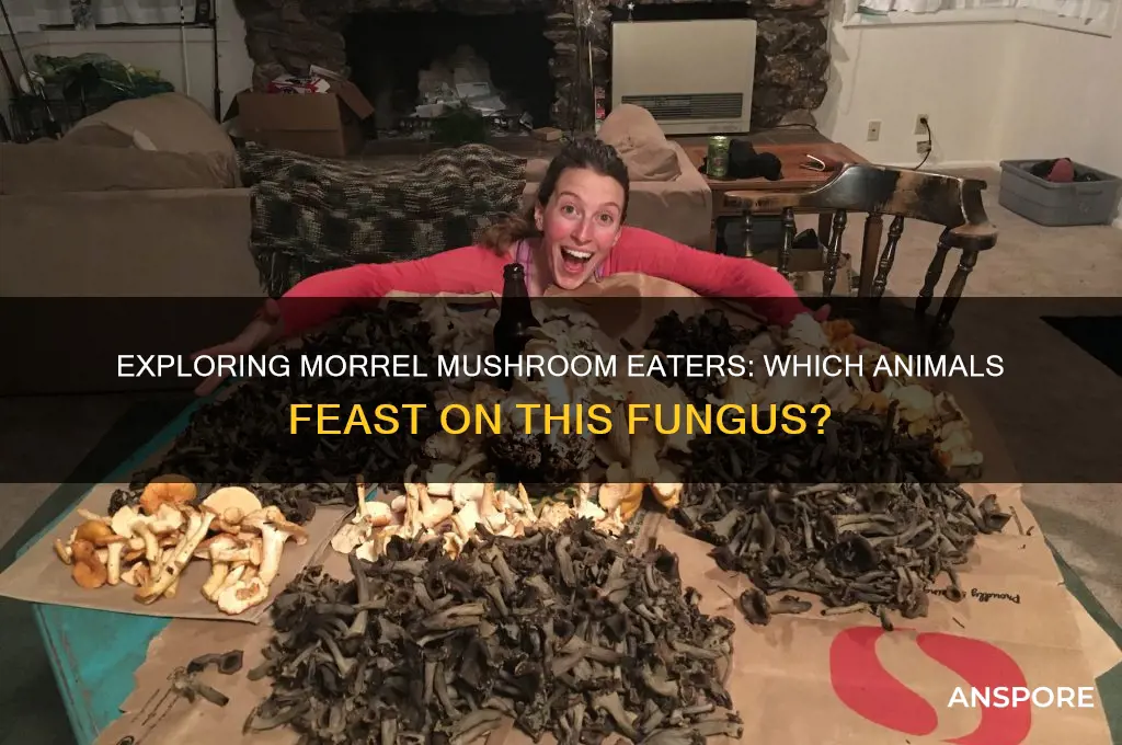 what animals eat morrel mushrooms