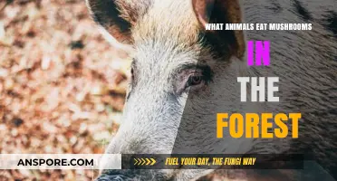 Forest Foragers: Discovering Which Animals Feast on Mushrooms in Nature