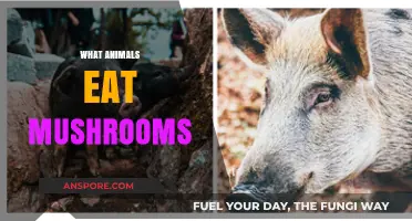 Exploring Nature's Fungivores: Animals That Feast on Mushrooms