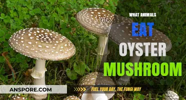 Discover Which Forest Creatures Feast on Oyster Mushrooms