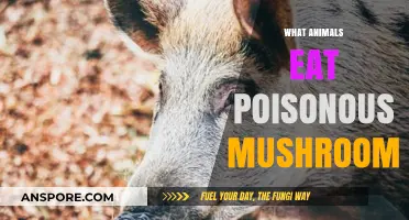 Toxic Treats: Animals That Safely Feast on Poisonous Mushrooms