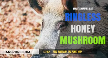 Ringless Honey Mushroom: Unveiling the Animals That Feast on This Fungus