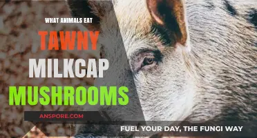 Tawny Milkcap Mushrooms: Unveiling the Animals That Feast on This Fungus