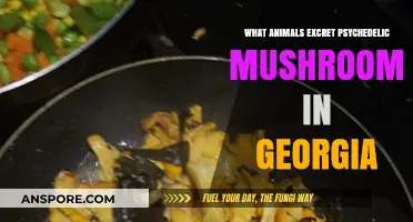 Psychedelic Mushrooms in Georgia: Animals and Their Unusual Excretions