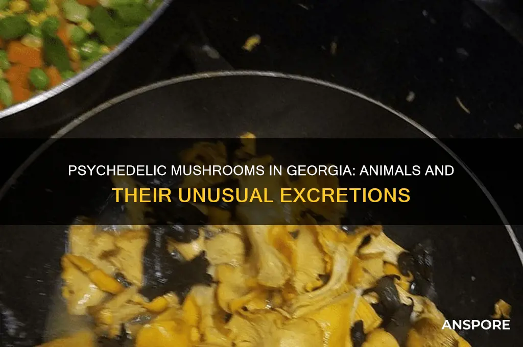 what animals excret psychedelic mushrooms in georgia