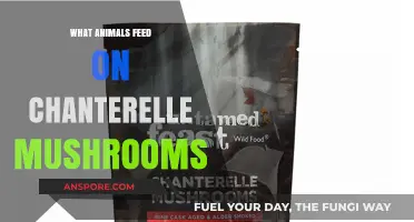 Chanterelle Mushroom Eaters: Unveiling Animals That Feast on This Fungus