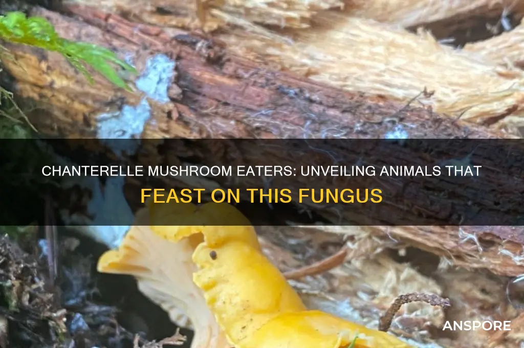 what animals feed on chanterelle mushrooms