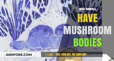 Mushroom Bodies: Which Animals Have Them?