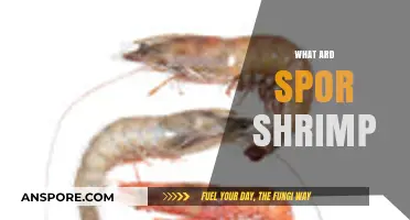 Discovering Ard Spo R Shrimp: Unique Characteristics and Care Tips
