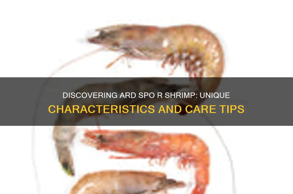 what ard spor shrimp