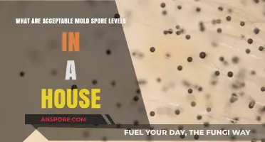 Understanding Safe Mold Spore Levels in Your Home: A Comprehensive Guide