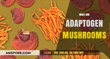 Mushroom Adaptogens: Nature's Superfood for Stress Relief