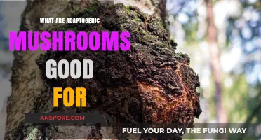 Unlocking Wellness: The Surprising Benefits of Adaptogenic Mushrooms