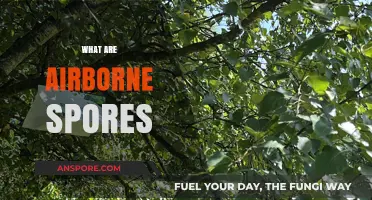 Understanding Airborne Spores: Nature, Impact, and Prevention Strategies