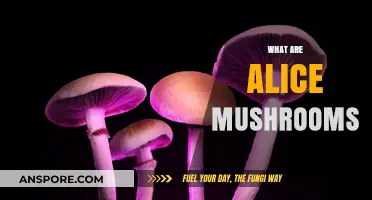 Explore the Magical World of Alice Mushrooms