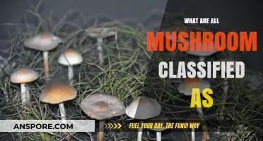 Unveiling the Kingdom: How All Mushrooms Are Scientifically Classified