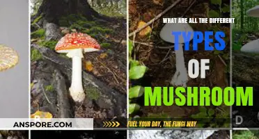 Exploring the Diverse World of Mushroom Varieties and Their Uses