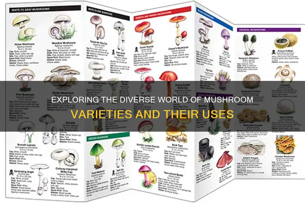 what are all the different types of mushrooms