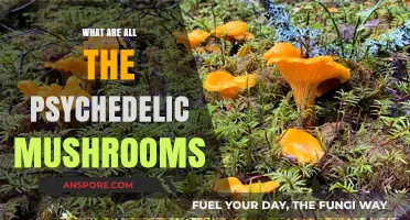 Exploring Psychedelic Mushrooms: A Comprehensive Guide to Varieties and Effects