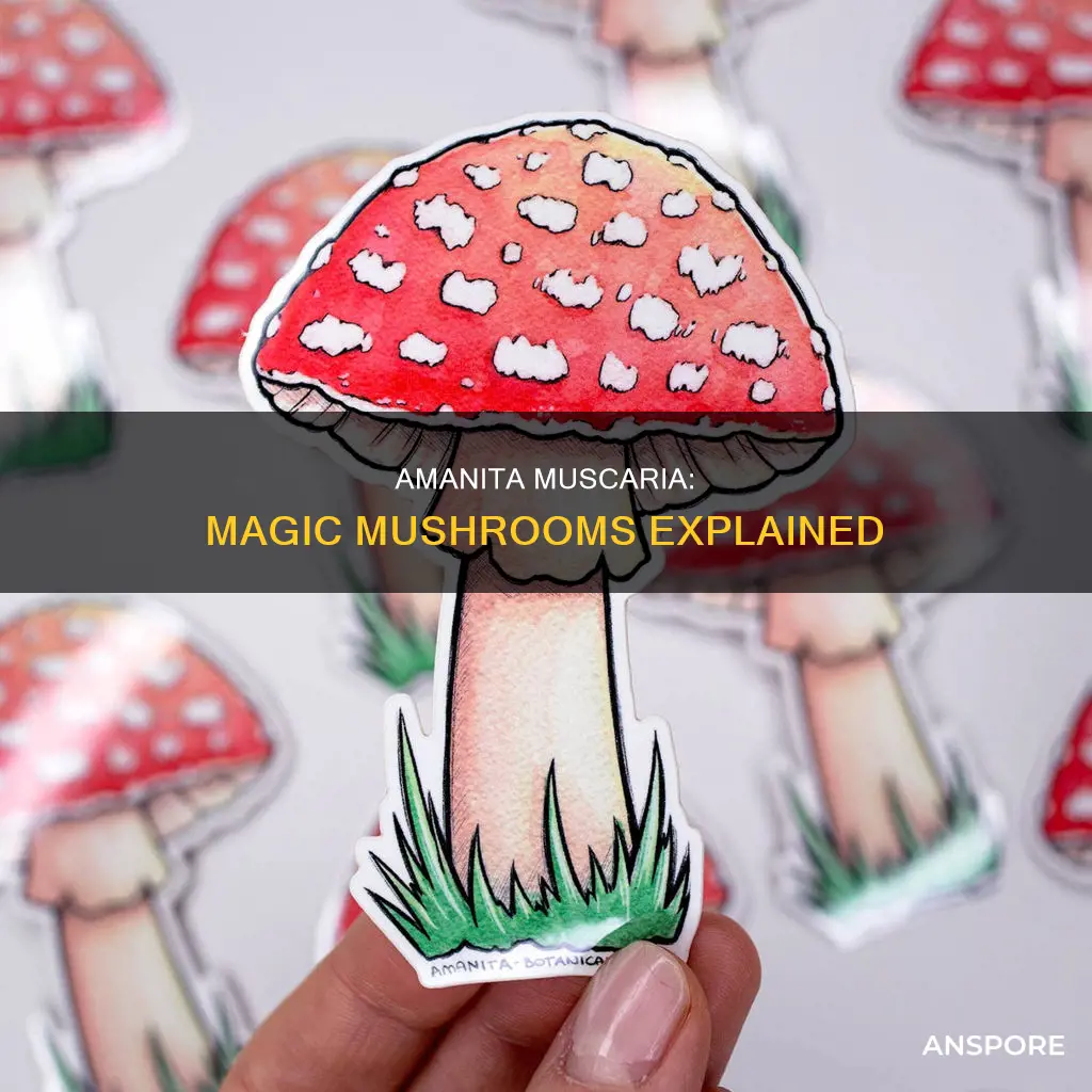 what are amanita muscaria mushrooms