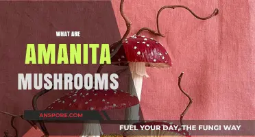 Amanita Mushrooms: Toxic and Delicious
