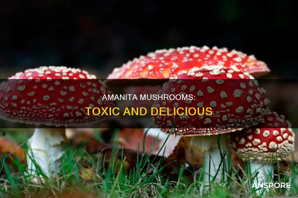 what are amanita mushrooms