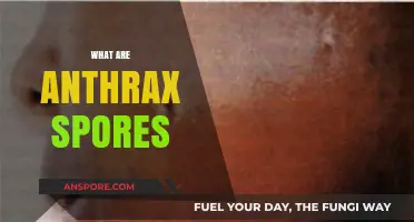 Understanding Anthrax Spores: Origins, Dangers, and Prevention Methods