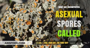 Understanding Ascomycetes: The Unique Names of Their Asexual Spores