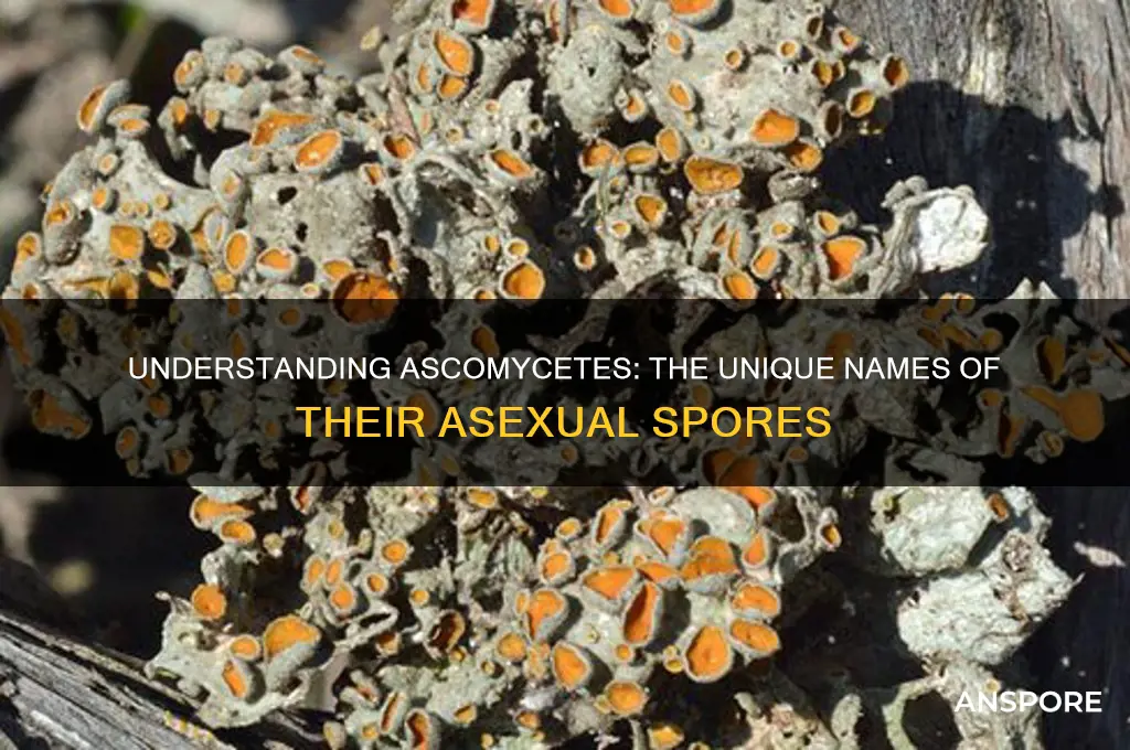 what are ascomycetes asexual spores called