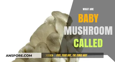 Mushroom Babies: What Are These Tiny Fungi Called?