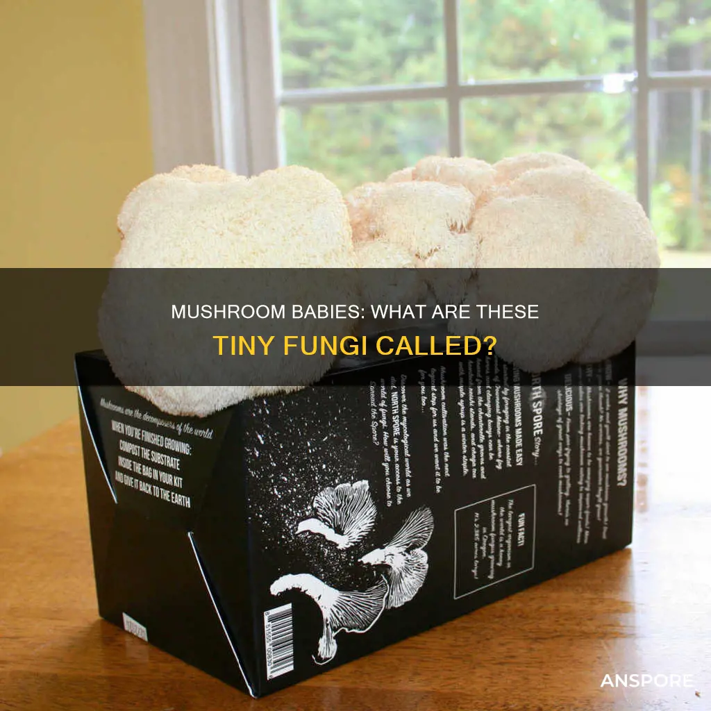 what are baby mushrooms called