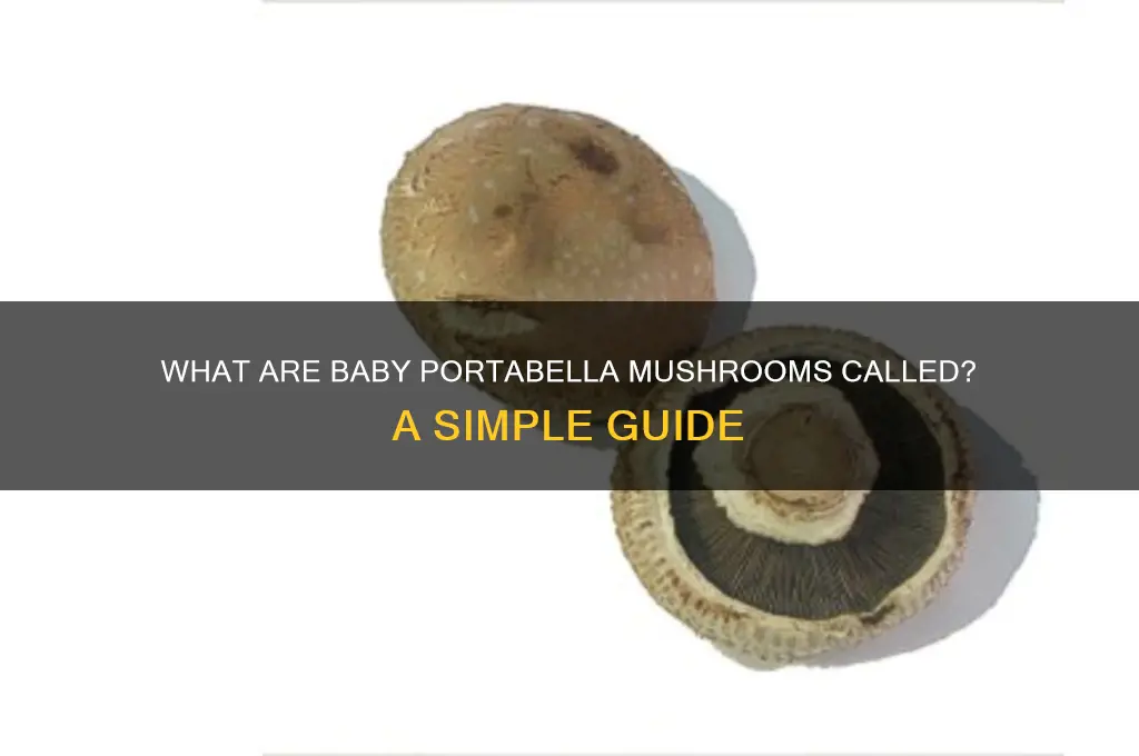 what are baby portabella mushrooms called