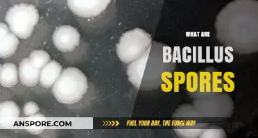 Understanding Bacillus Spores: Formation, Survival, and Scientific Significance