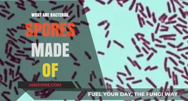 Unveiling Bacterial Spores: Composition, Structure, and Survival Mechanisms Explained