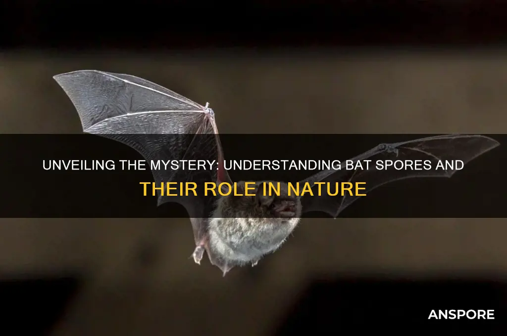 what are bat spores
