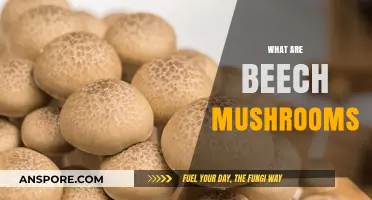 The Ultimate Beech Mushroom Guide