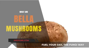 Bella Mushrooms: What Are They?