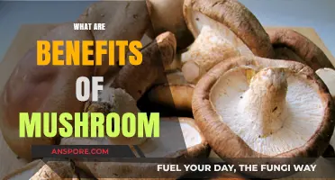 Mushrooms: Superfood with Immense Health Benefits