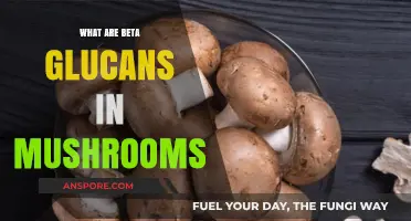 Unlocking Mushroom Power: Understanding Beta Glucans' Health Benefits
