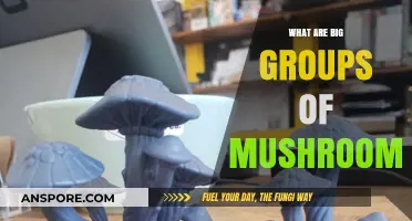 Exploring Mushroom Colonies: Understanding Large Clusters in Nature